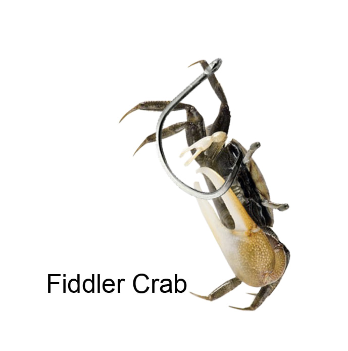 Fiddler Crabs Trap for my bait + Fishing 