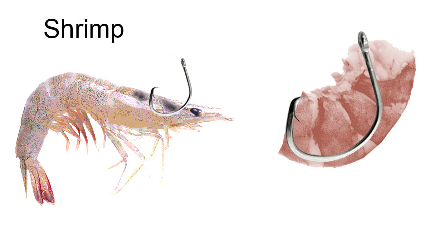 How To Hook Shrimp The CORRECT Way 