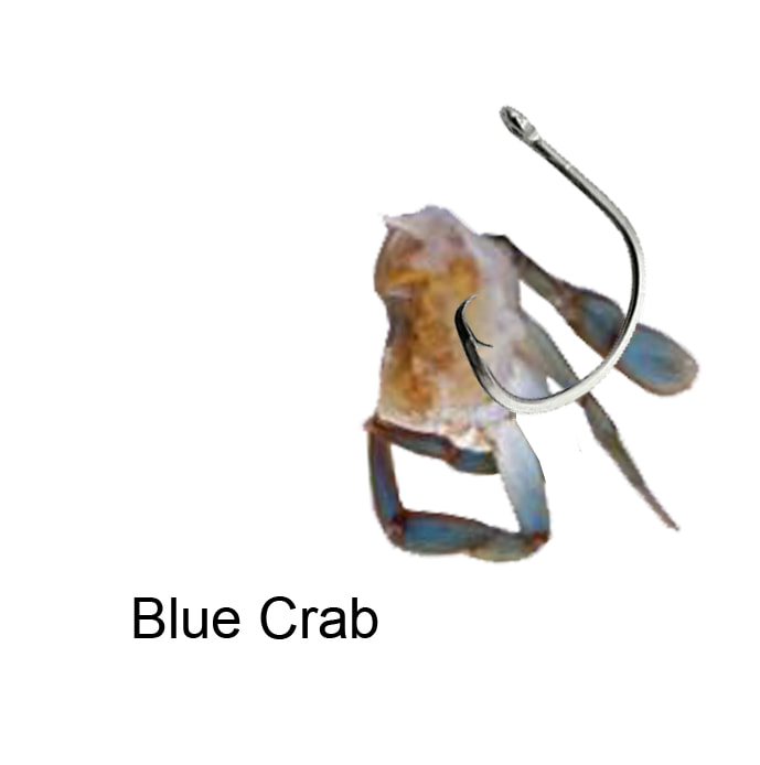 Surf fishing Oak Island rigging blue crab