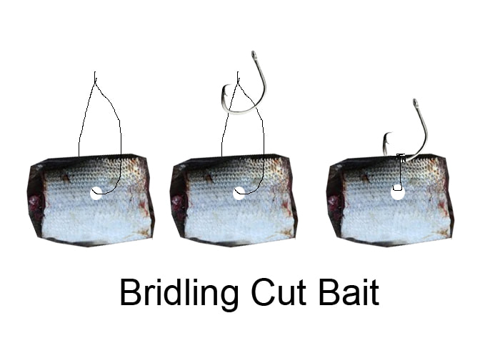 Surf fishing Oak Island bridling cut bait