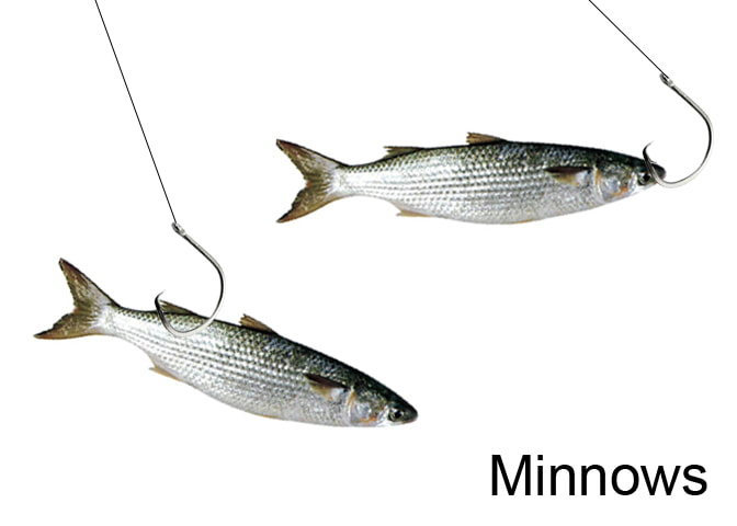 Surf fishing Oak Island rigging mud minnows and finger mullet