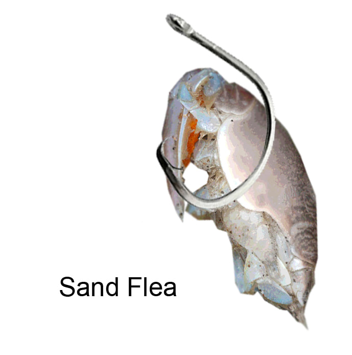Surf fishing Oak Island rigging sand fleas
